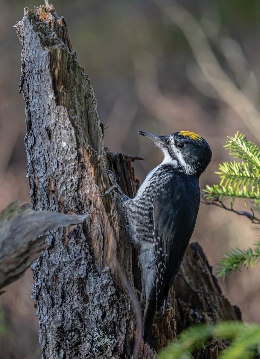 Black-backed Woodpecker - ML625651402