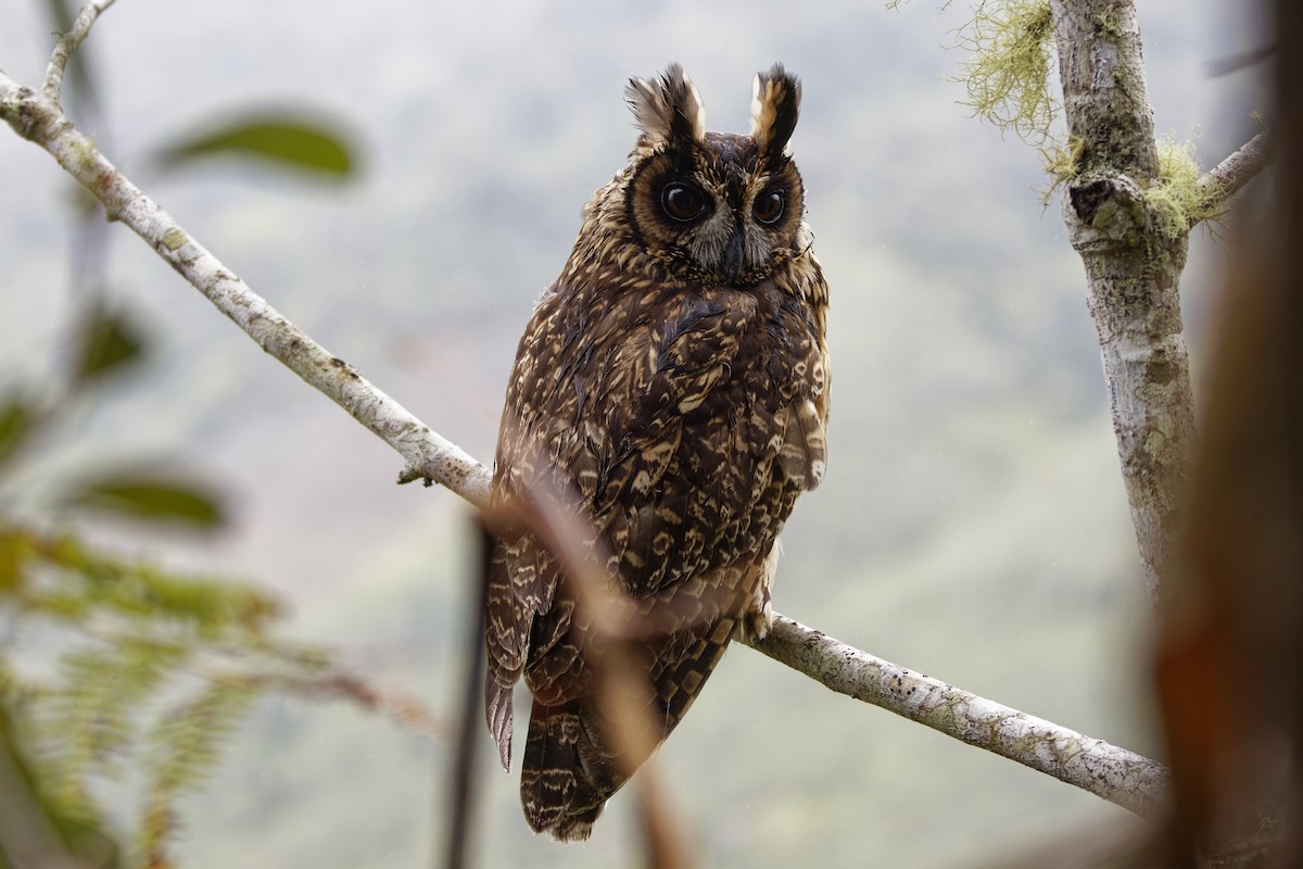 Madagascar Owl - ML625651468