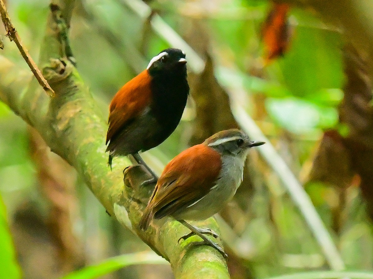 Black-bellied Gnateater - ML625651542