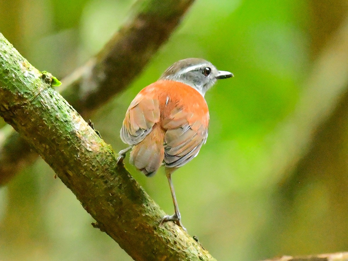 Black-bellied Gnateater - ML625651543