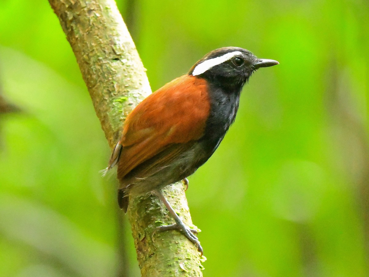Black-bellied Gnateater - ML625651544
