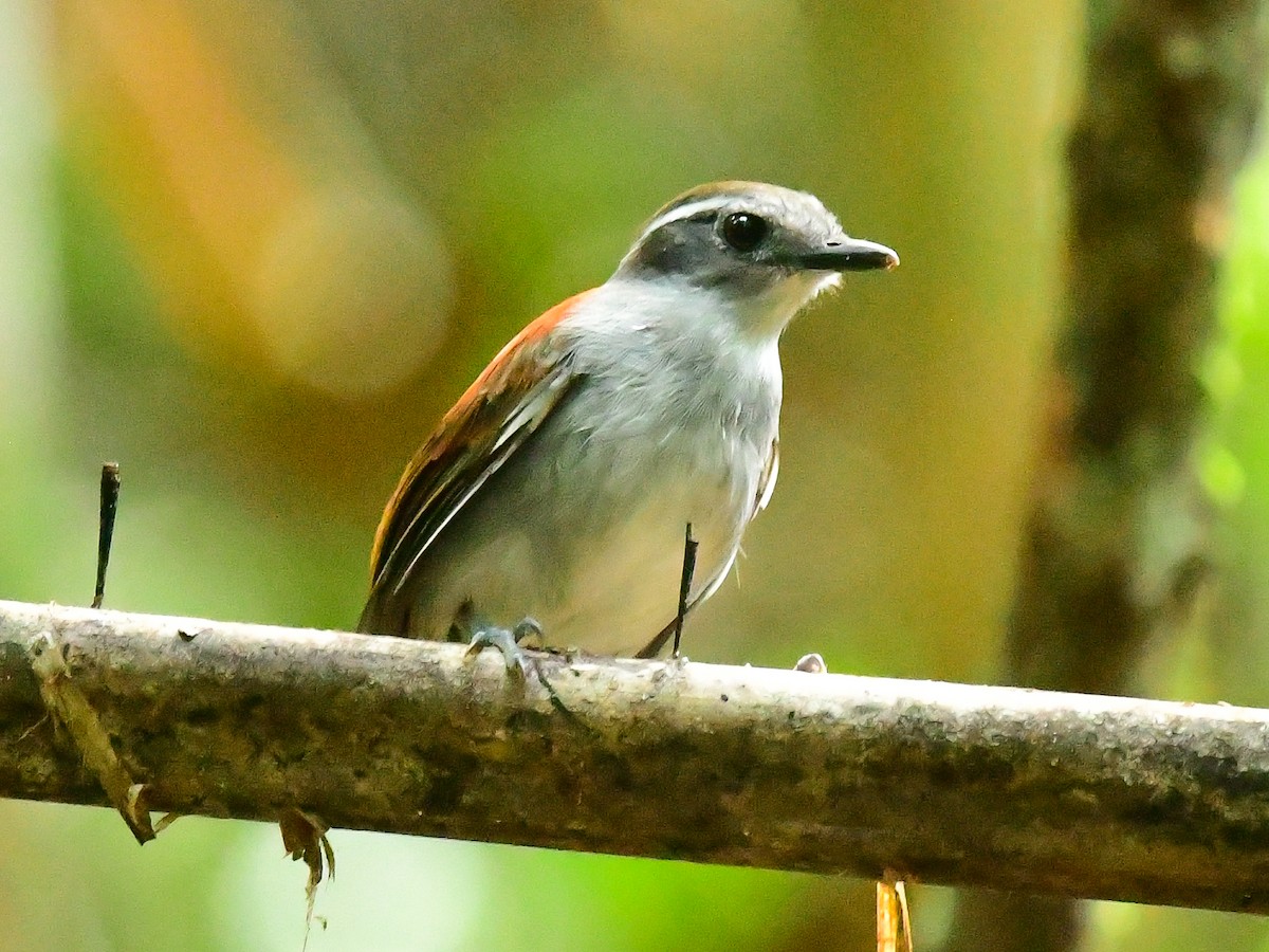 Black-bellied Gnateater - ML625651545