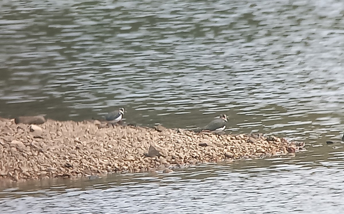 Northern Lapwing - ML625651722