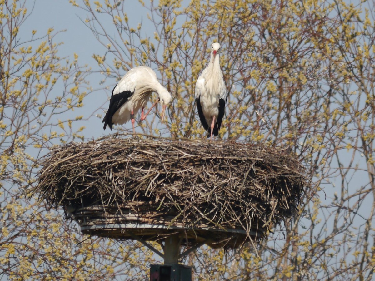 Cigogne blanche - ML625651838