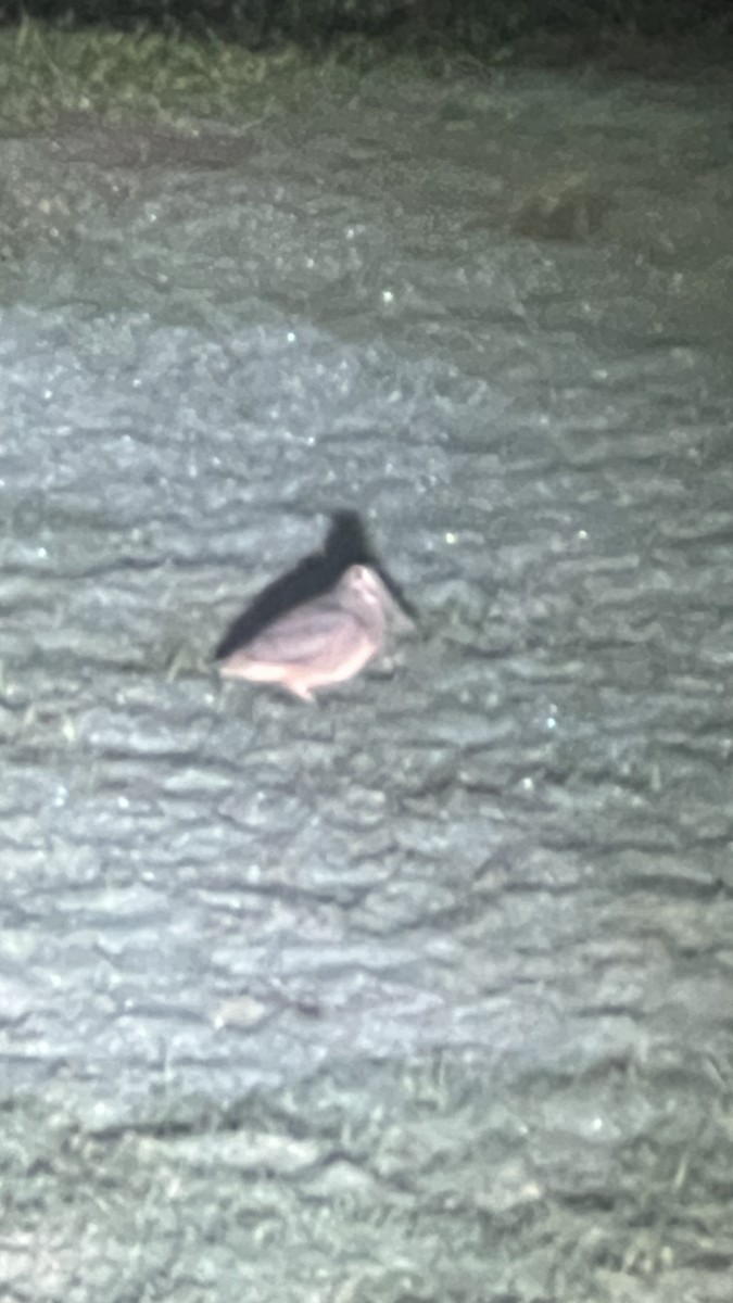 American Woodcock - ML625651992