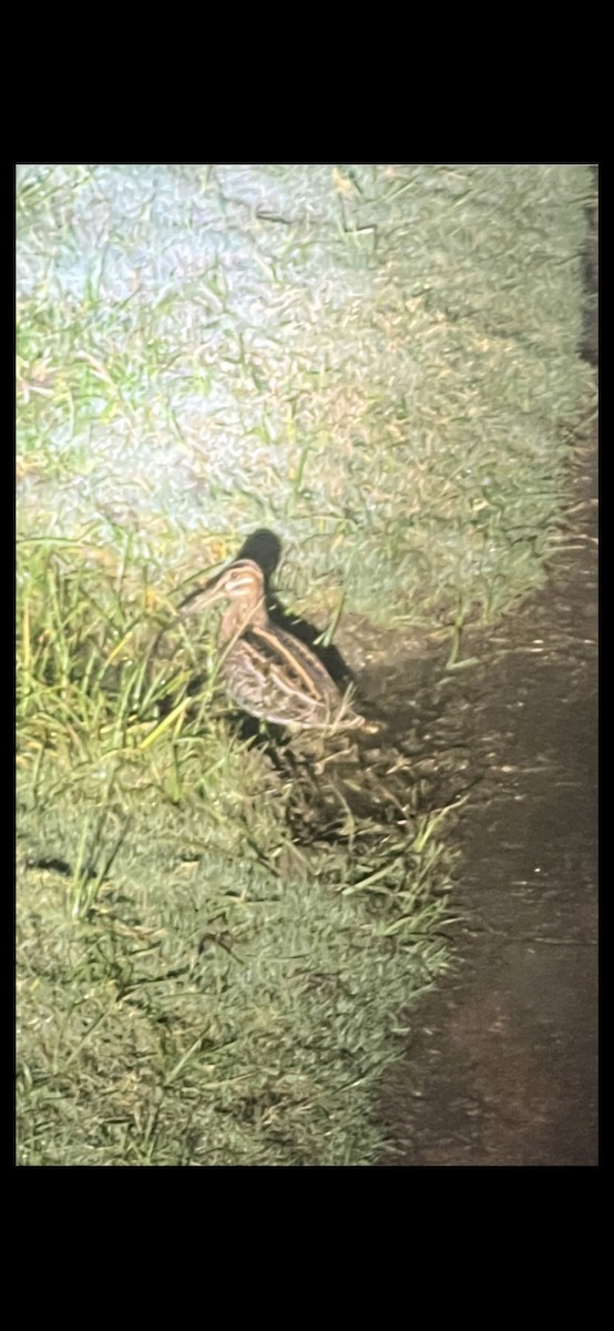 Wilson's Snipe - ML625651993