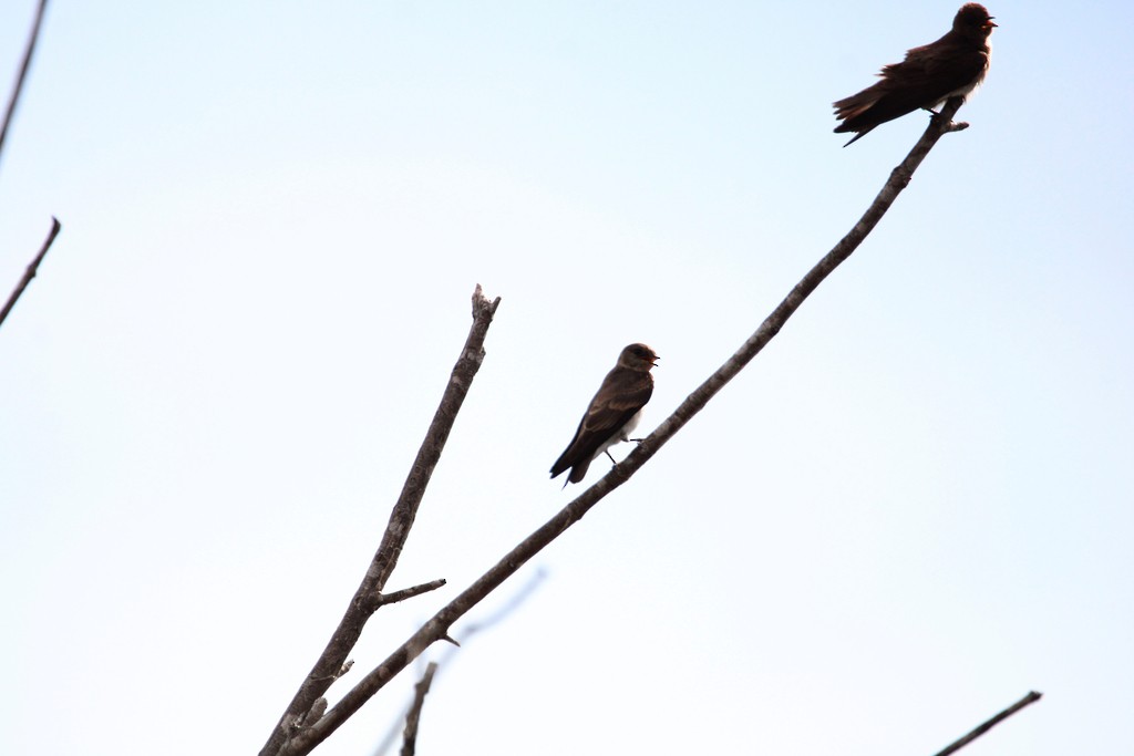 Northern Rough-winged Swallow - ML625652008