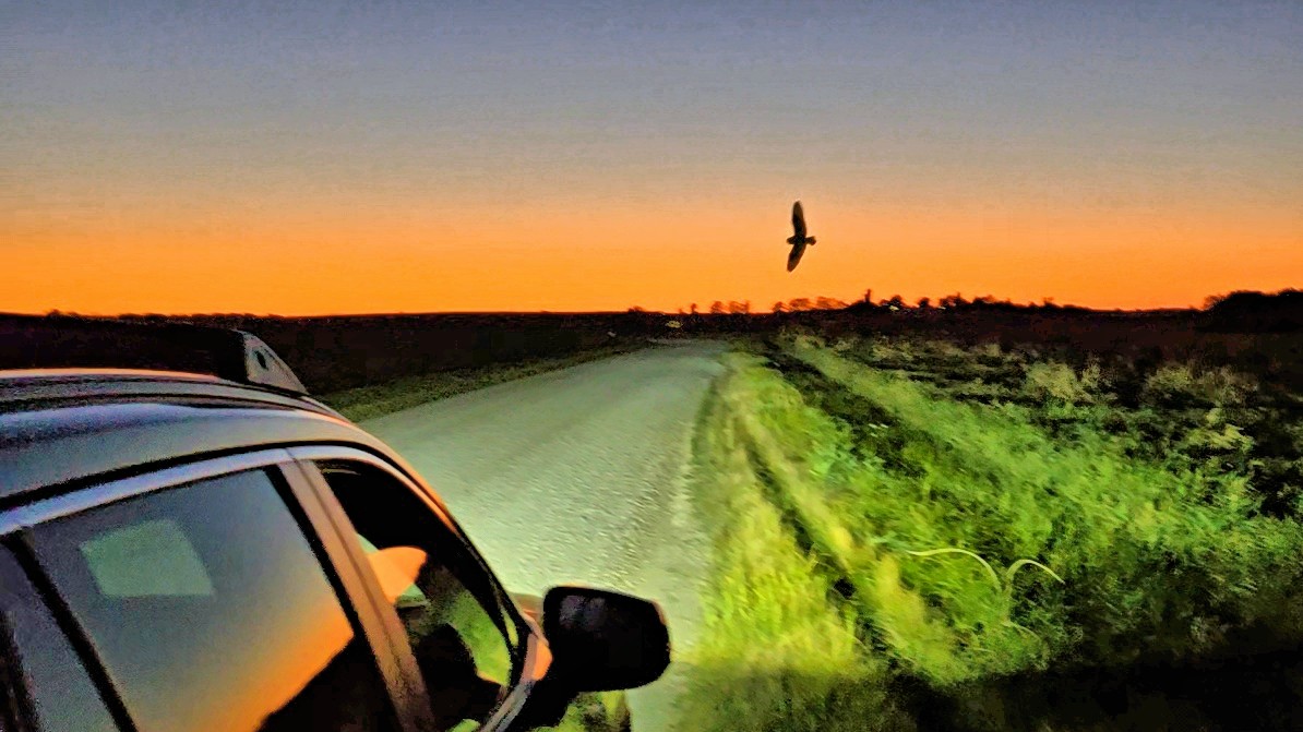 jordugle - ML625652020