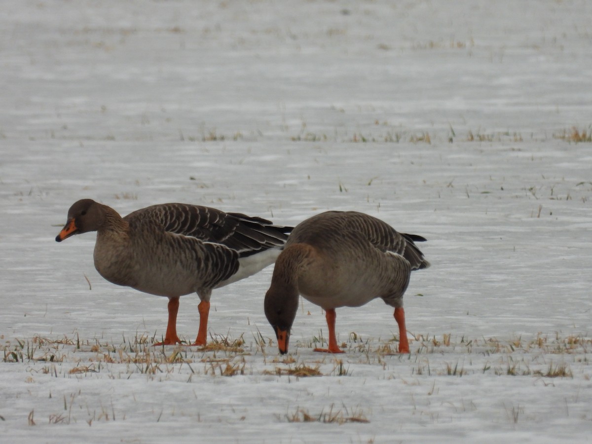 Taiga Bean-Goose - ML625652252