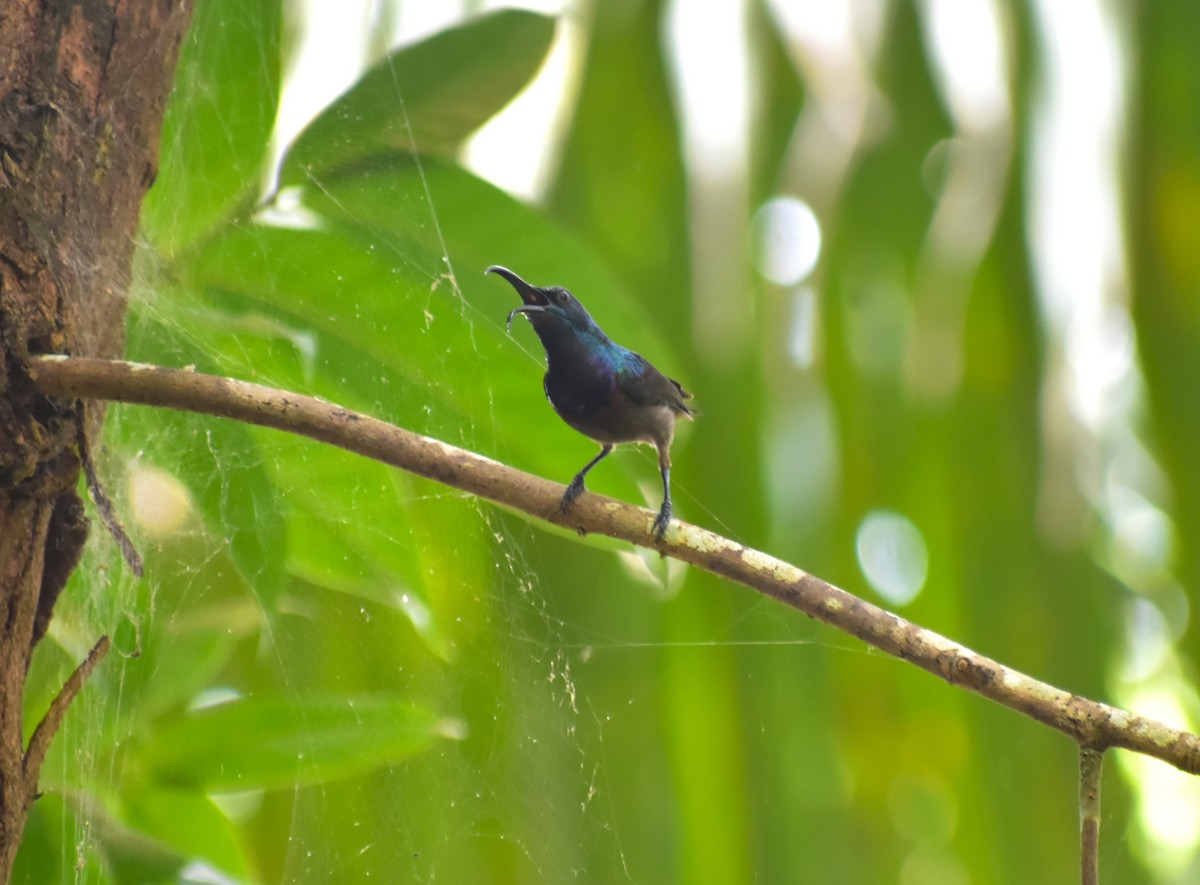 Loten's Sunbird - ML625652611