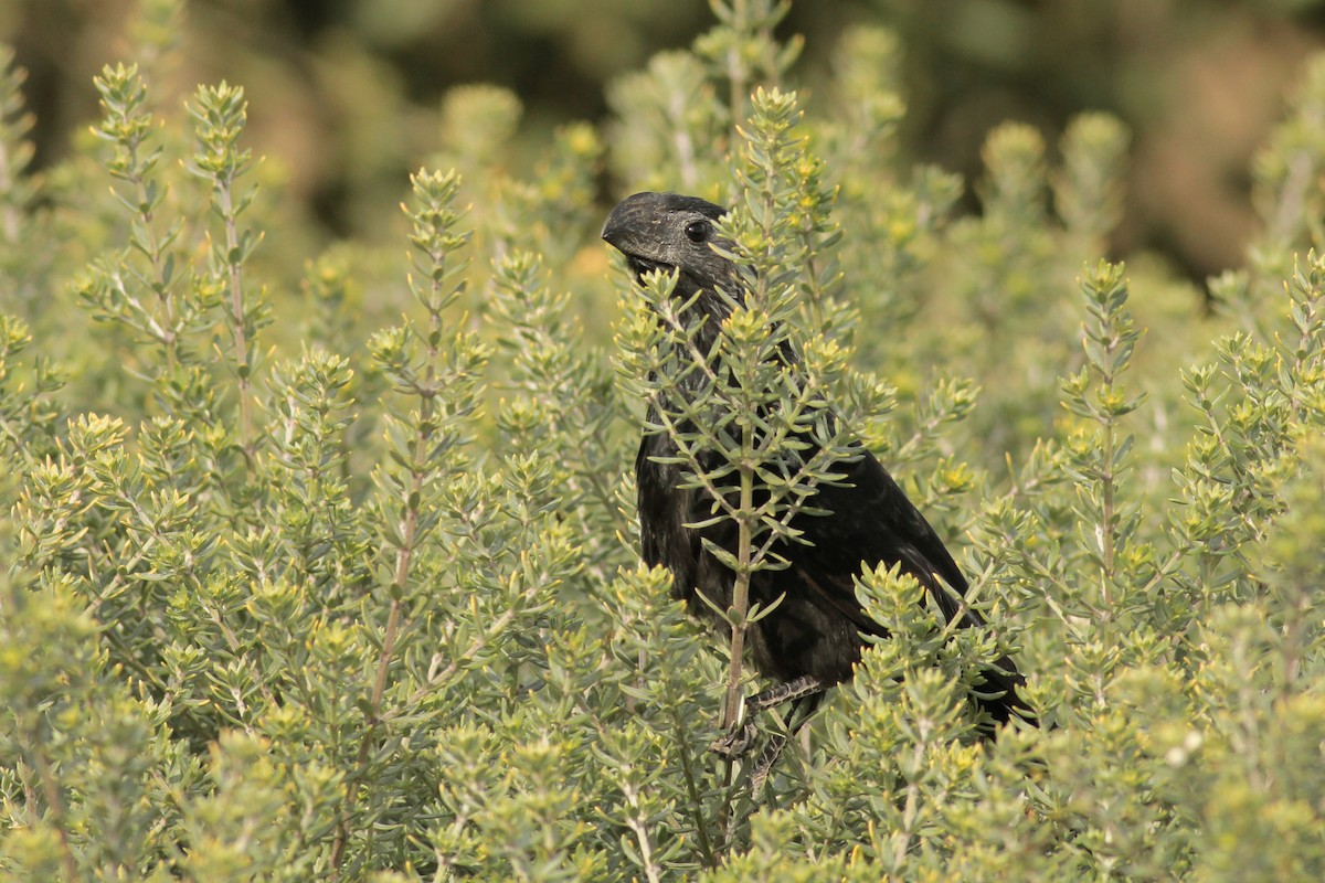 Groove-billed Ani - ML625652711