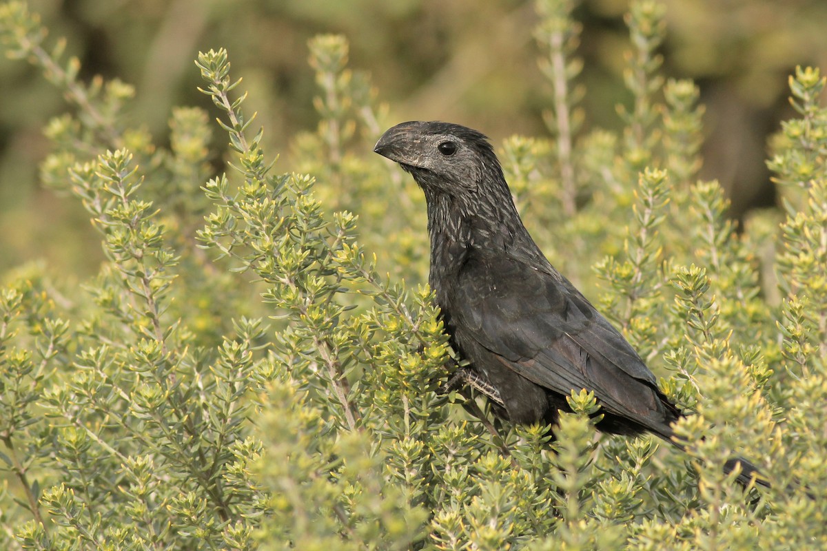 Groove-billed Ani - ML625652723