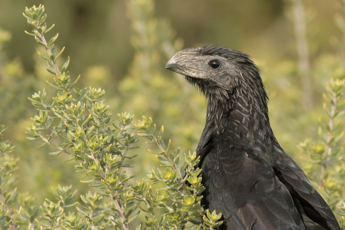 Groove-billed Ani - ML625652731