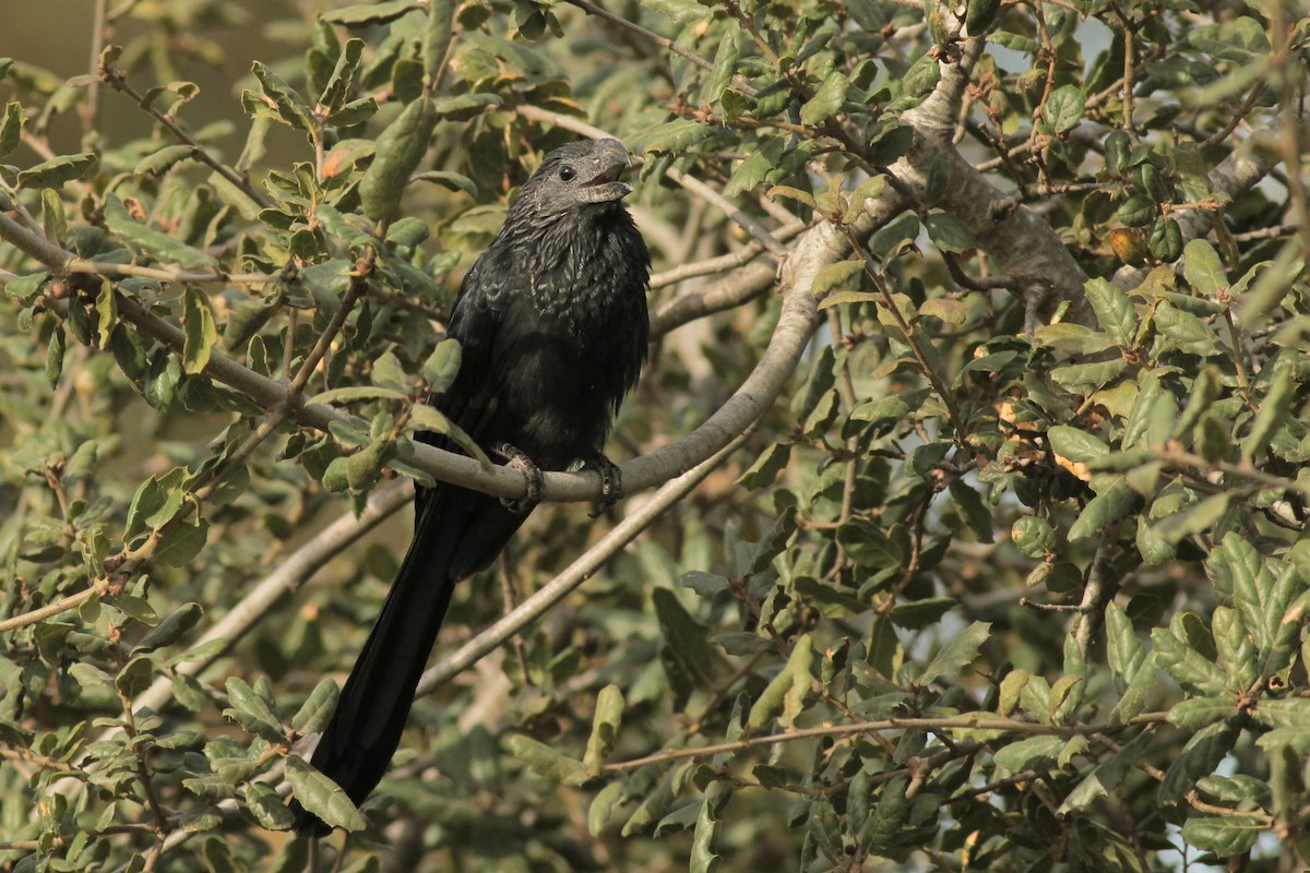 Groove-billed Ani - ML625652735