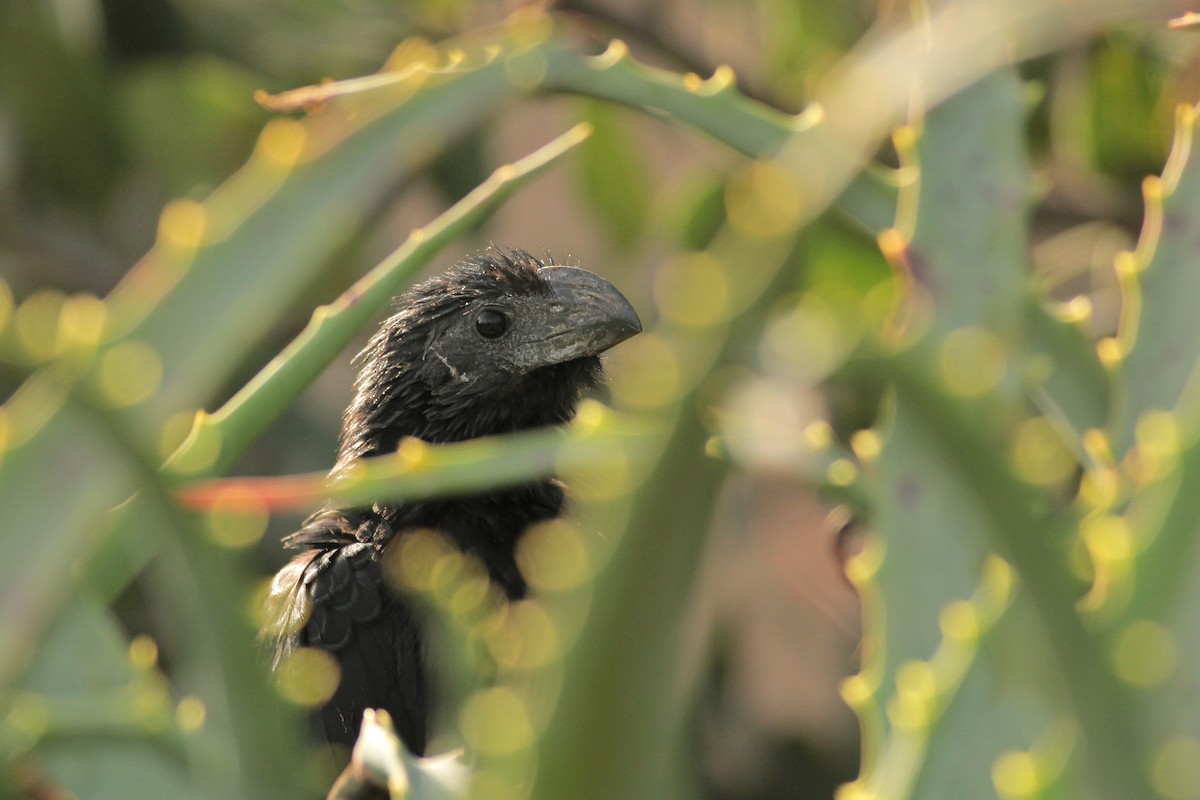 Groove-billed Ani - ML625652736