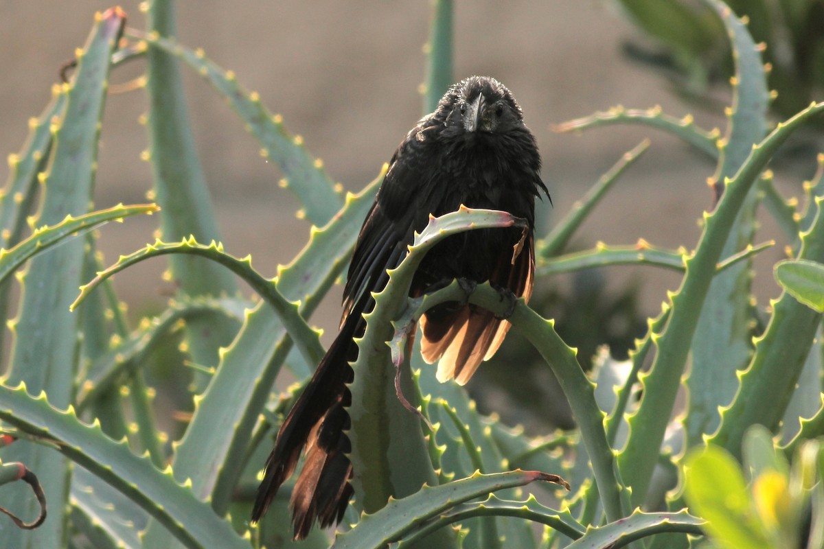 Groove-billed Ani - ML625652740