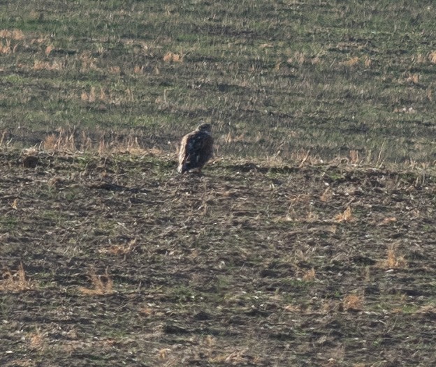 Ferruginous Hawk - ML625652745