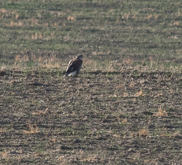 Ferruginous Hawk - ML625652746