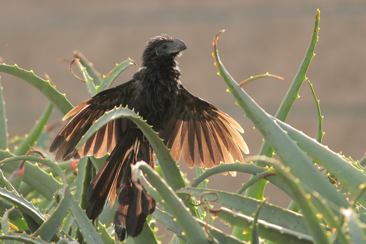 Groove-billed Ani - ML625652747