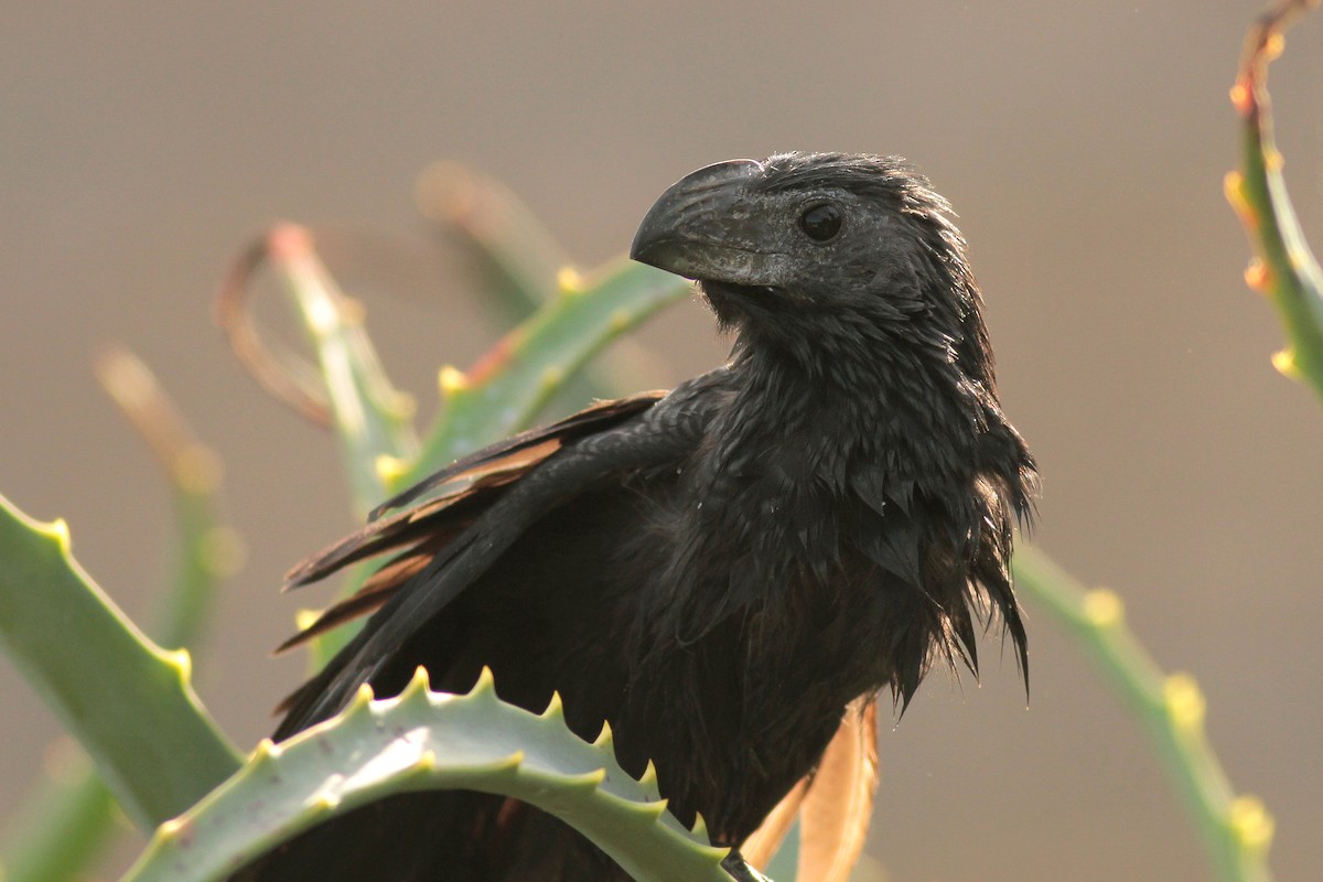 Groove-billed Ani - ML625652749