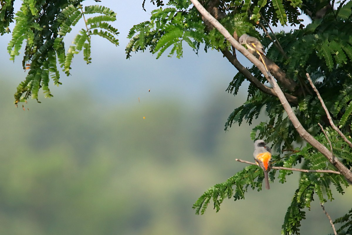 Küçük Minivet - ML625652771
