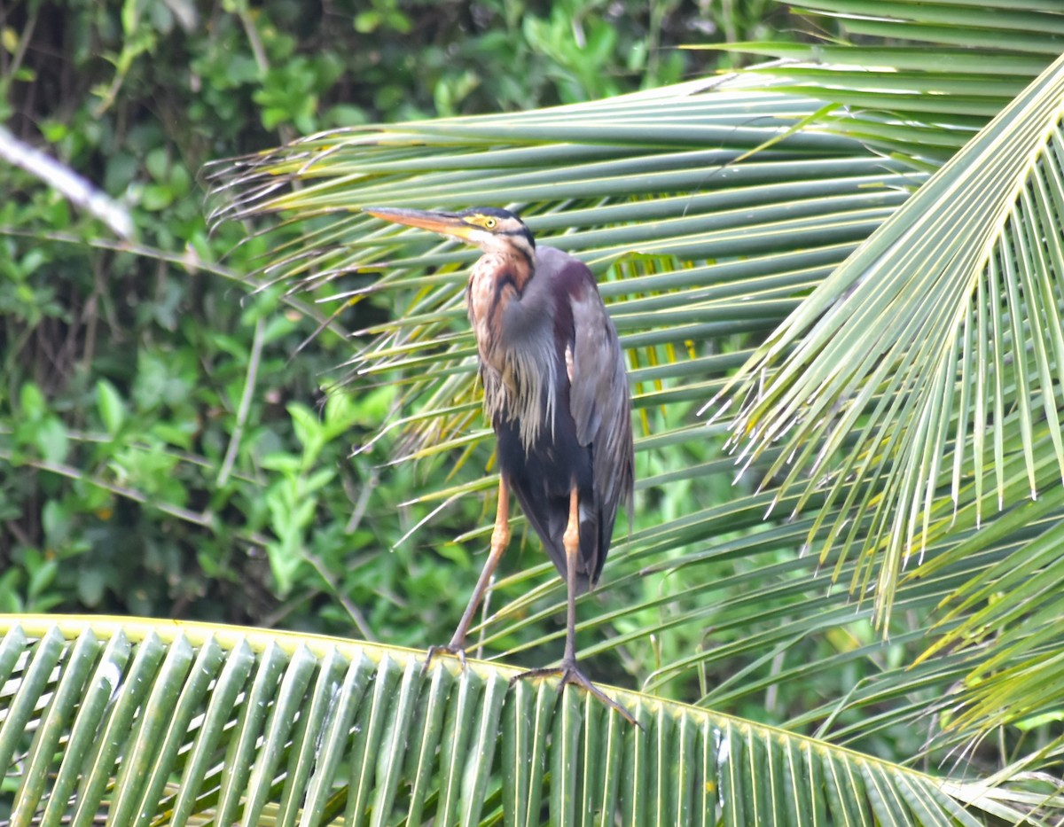 Purple Heron - ML625652847