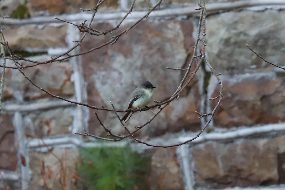 Eastern Phoebe - ML625652864