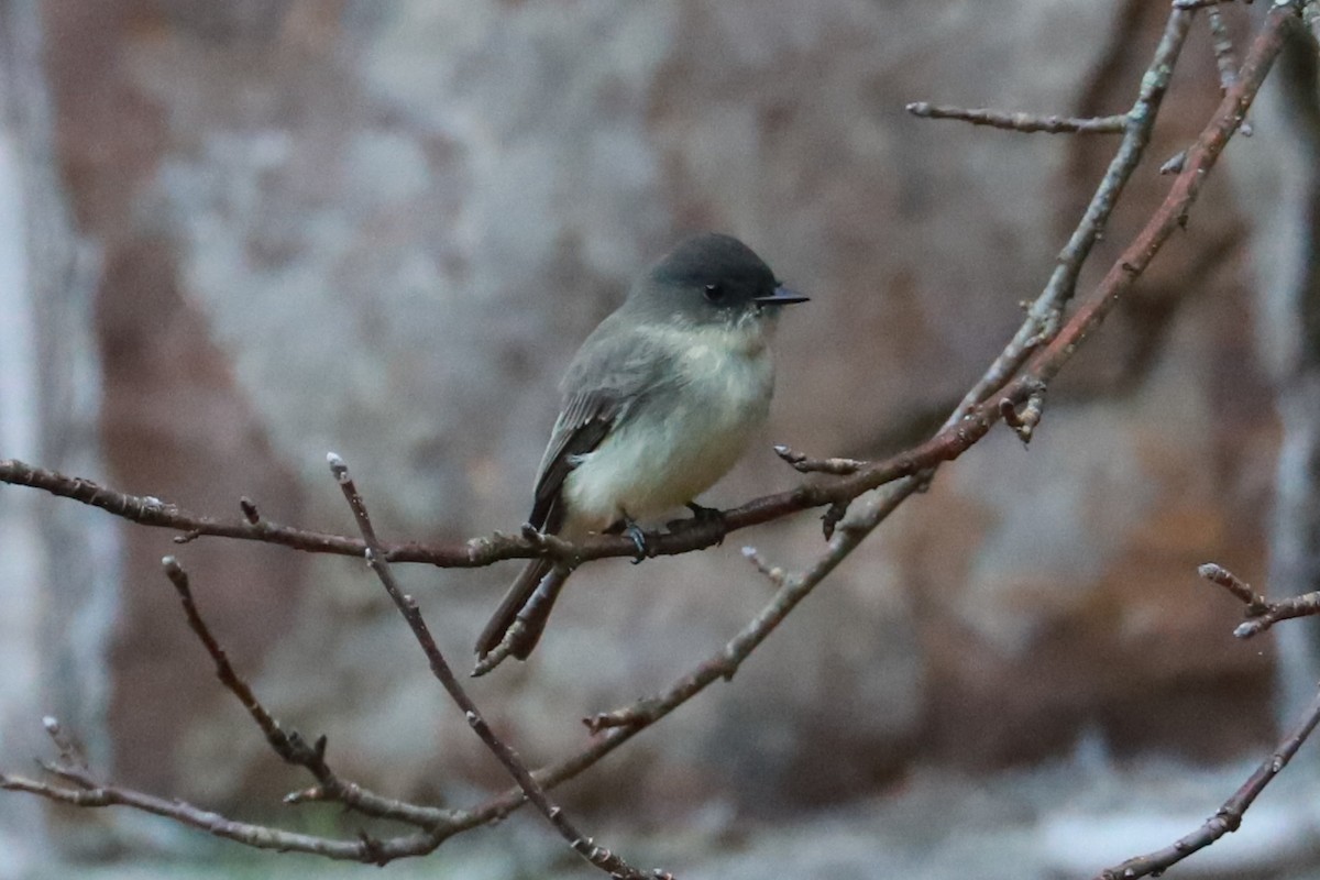 Eastern Phoebe - ML625652865