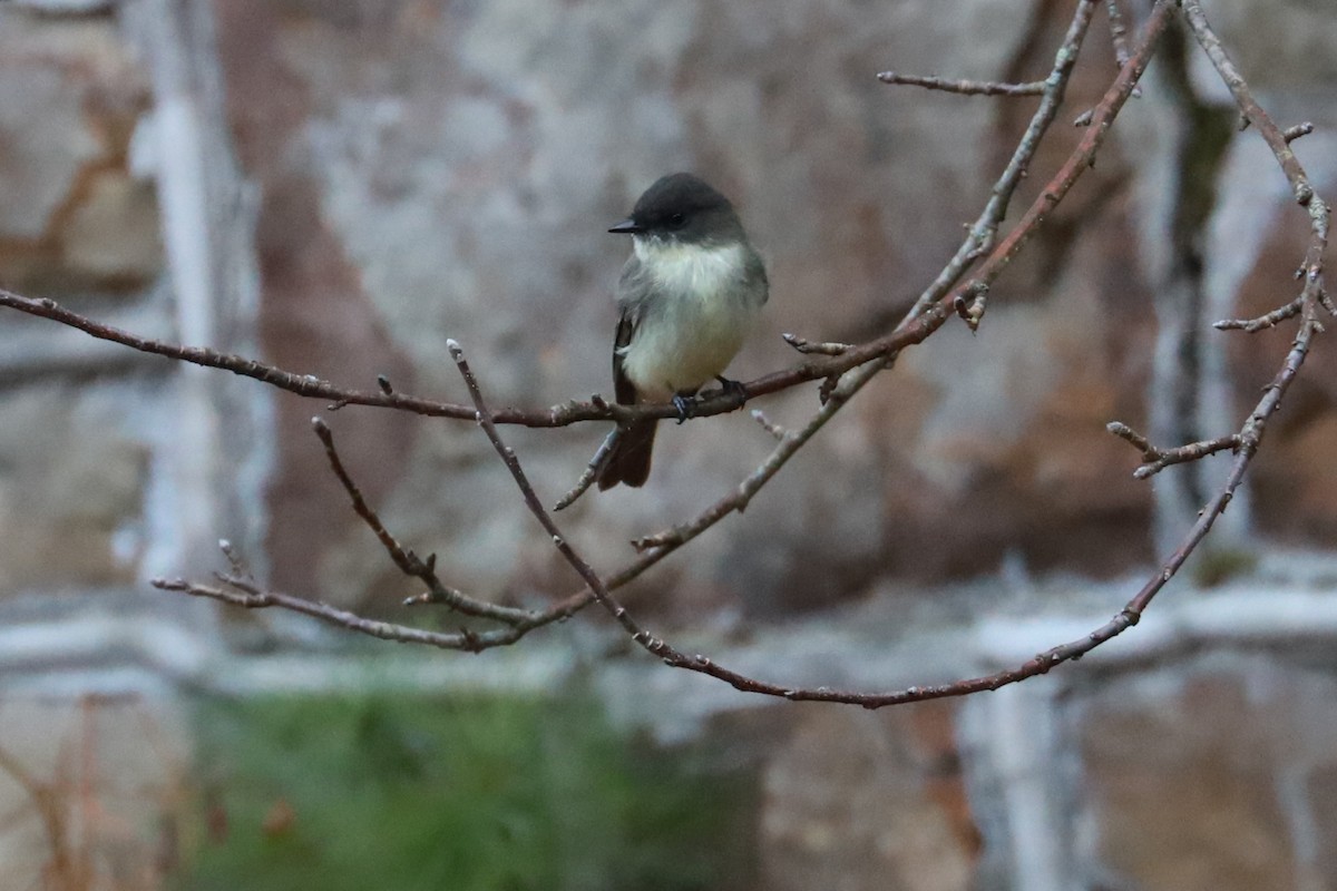 Eastern Phoebe - ML625652866