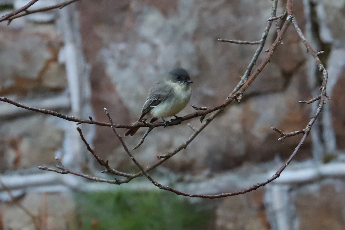 Eastern Phoebe - ML625652867