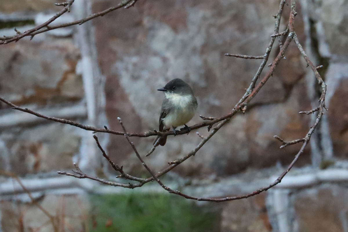 Eastern Phoebe - ML625652868