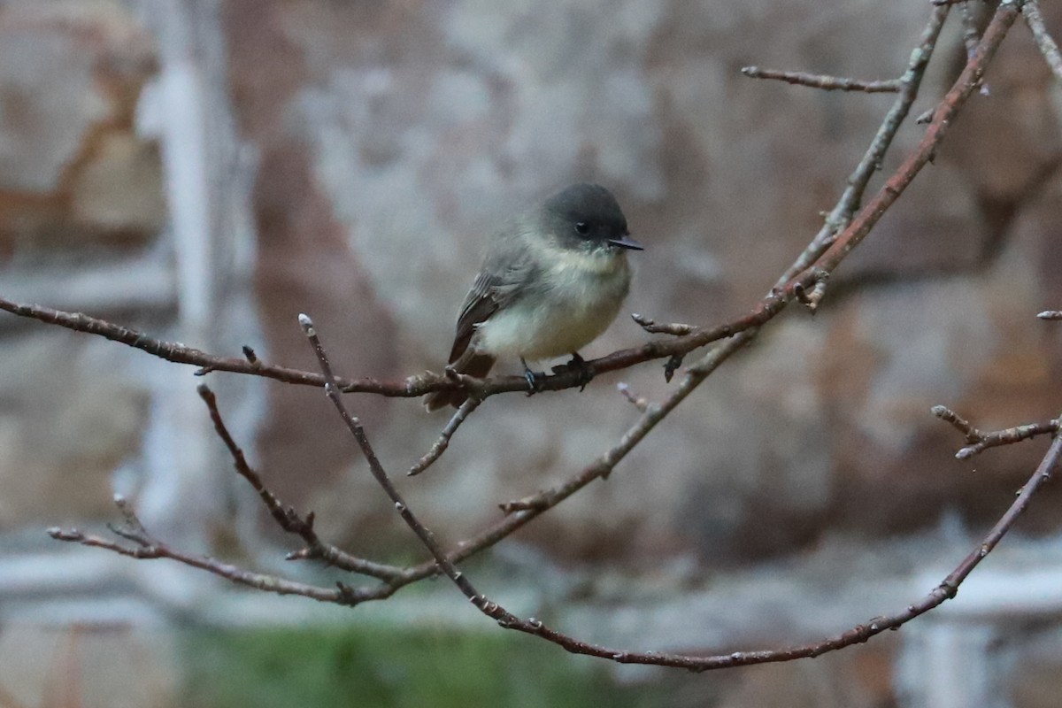 Eastern Phoebe - ML625652869