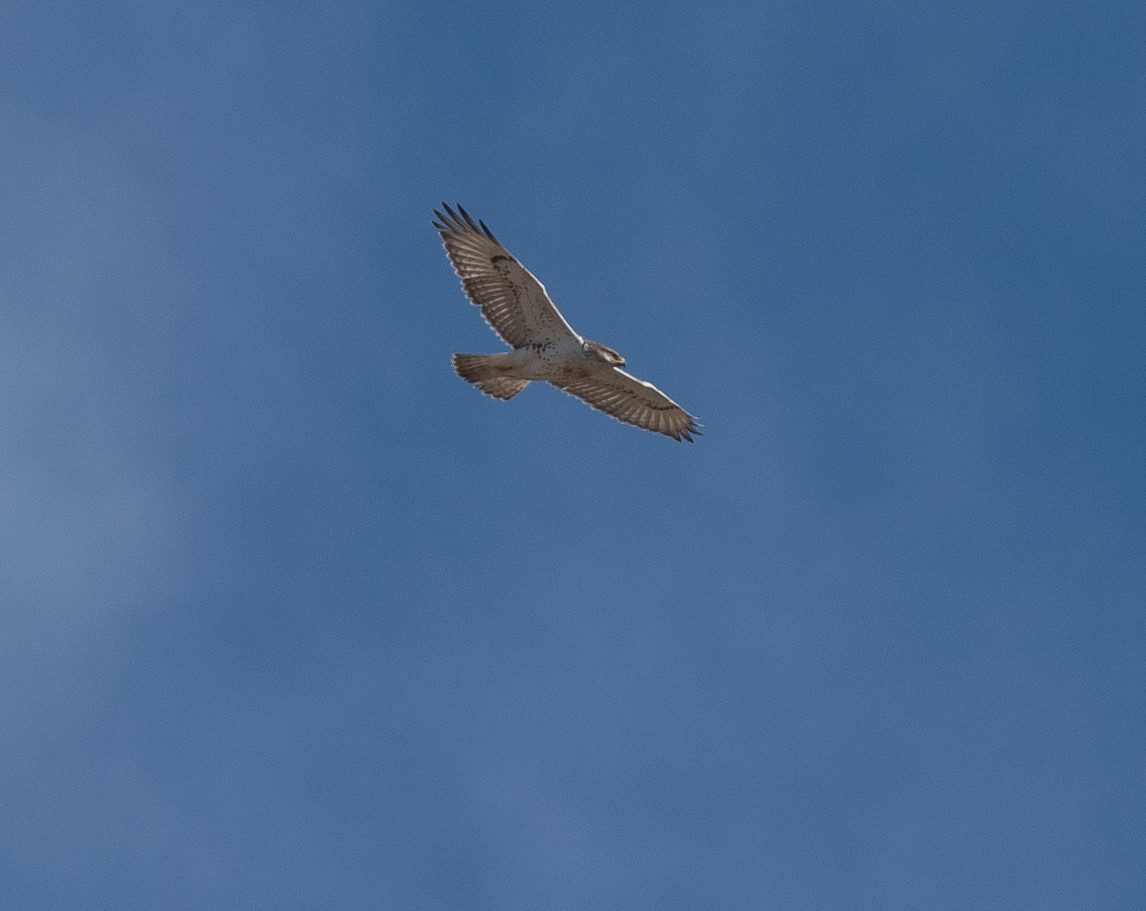 Ferruginous Hawk - ML625652897