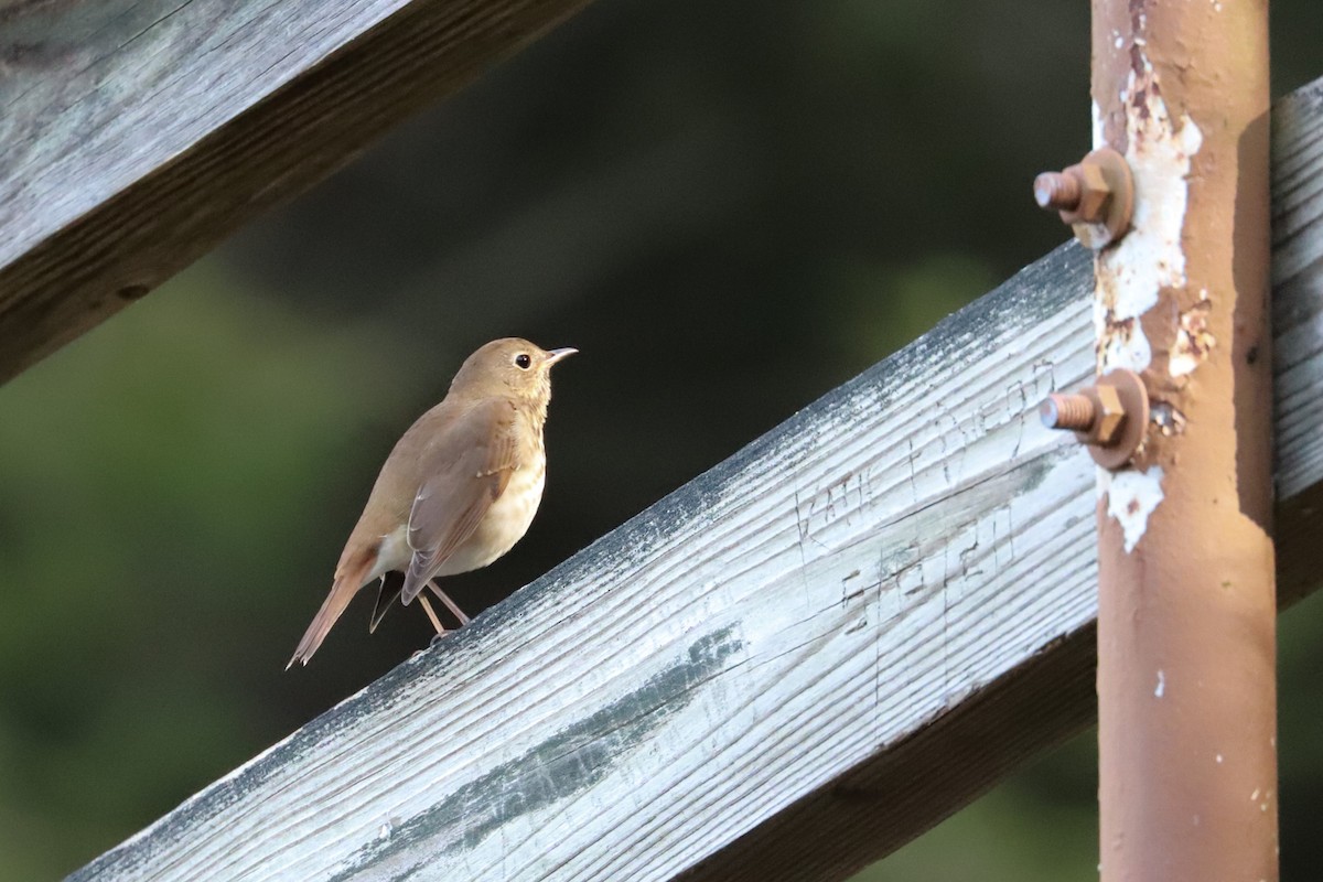 Hermit Thrush - ML625652960