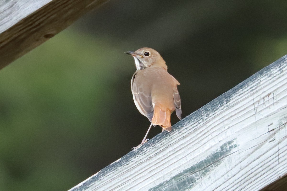 Hermit Thrush - ML625652961