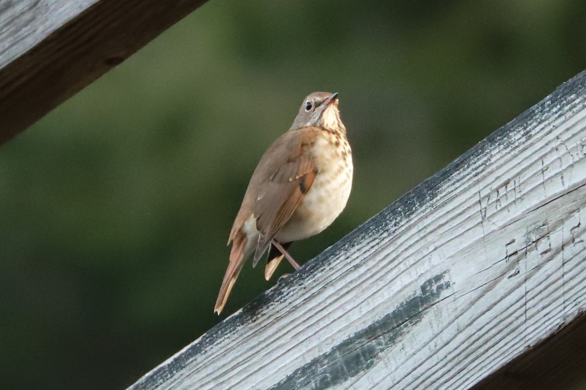 Hermit Thrush - ML625652962