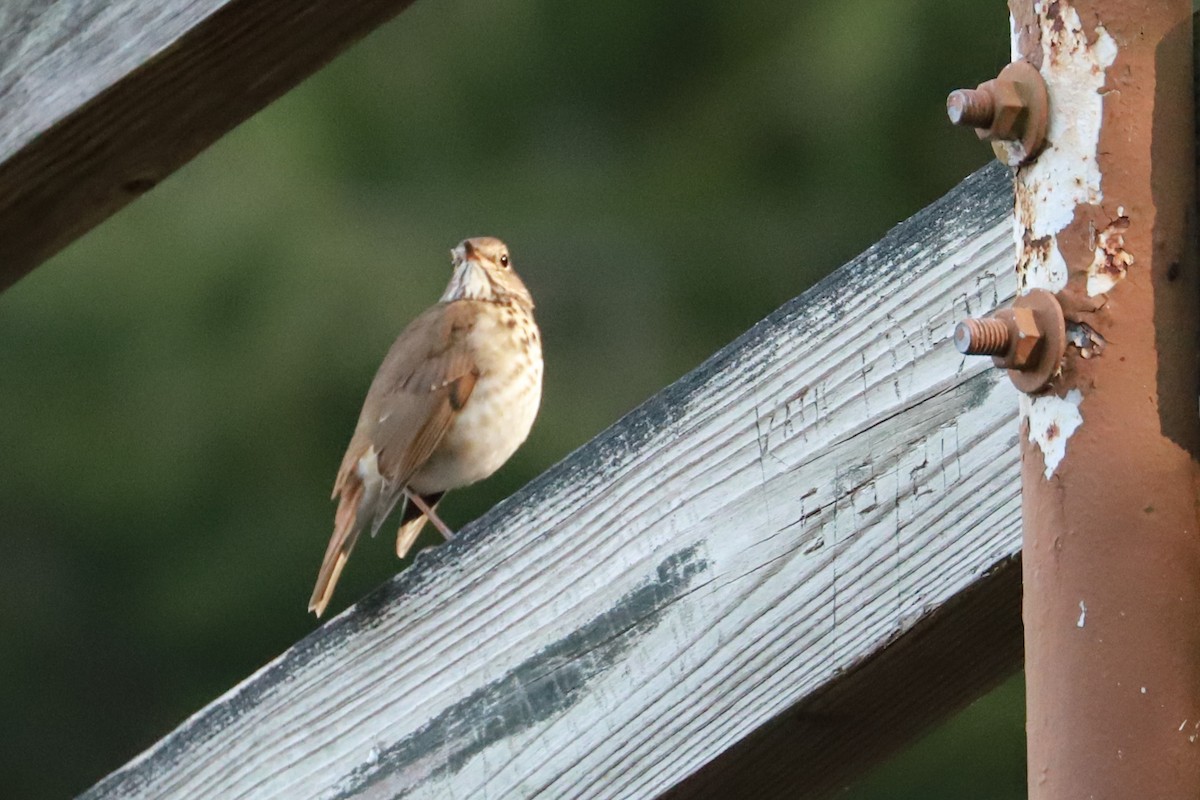 Hermit Thrush - ML625652963