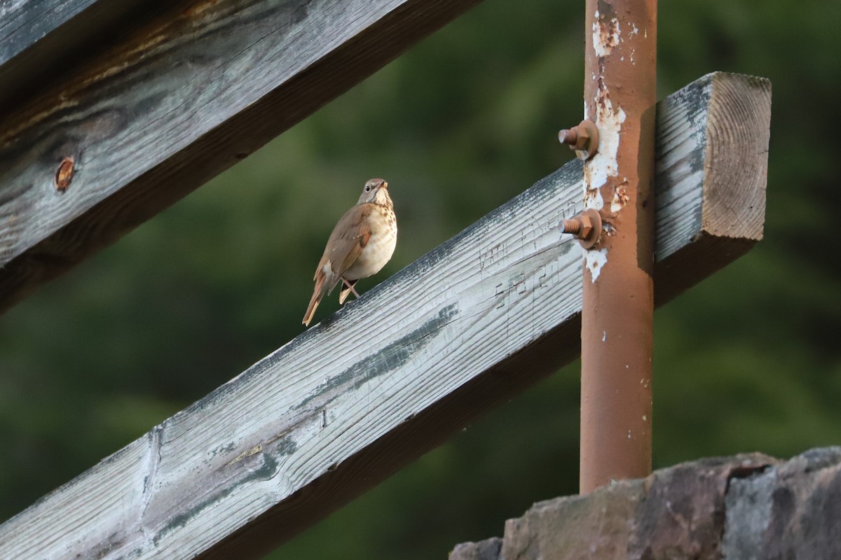 Hermit Thrush - ML625652964