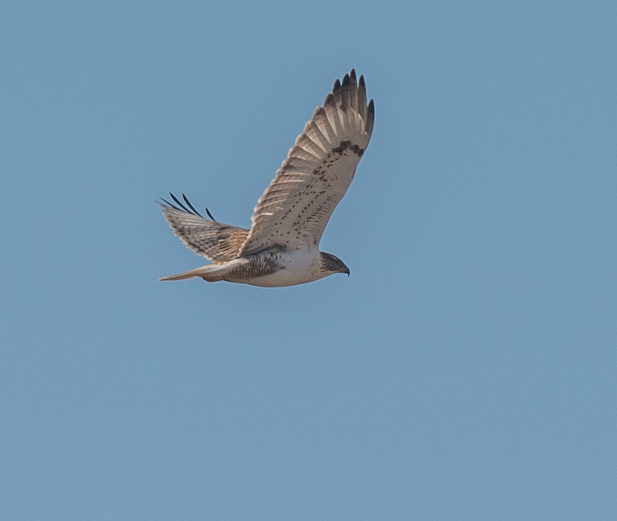 Ferruginous Hawk - ML625652989