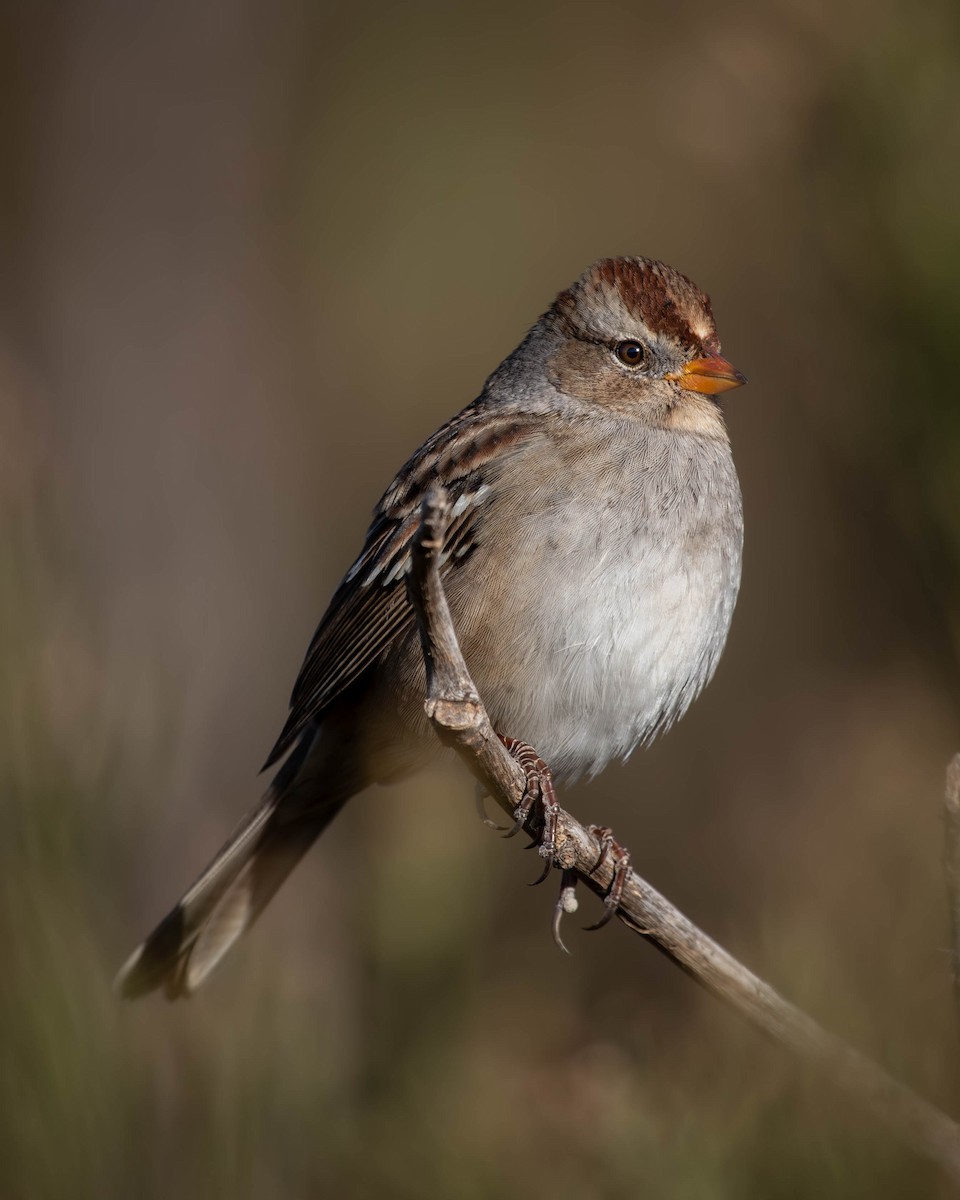 White-crowned Sparrow - ML625653012