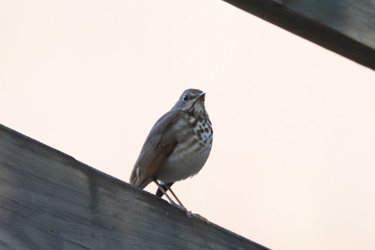 Hermit Thrush - ML625653026