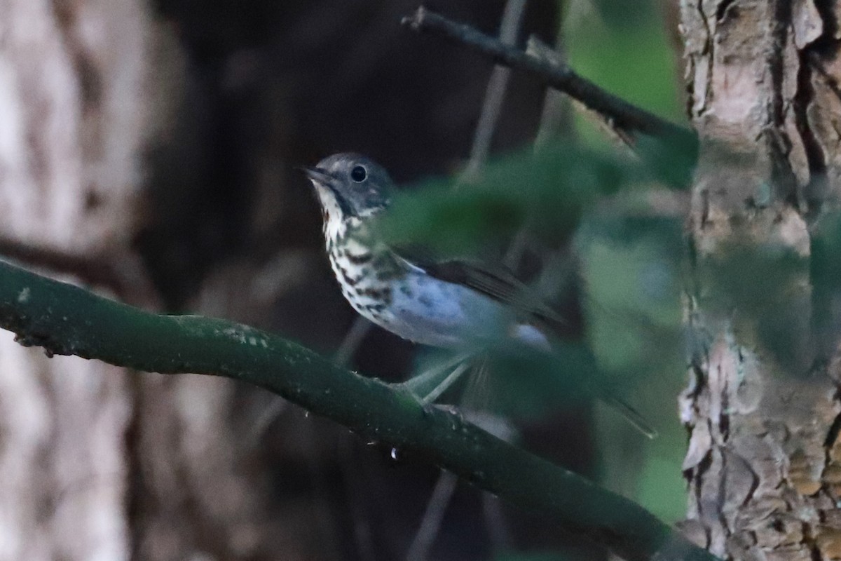 Hermit Thrush - ML625653071
