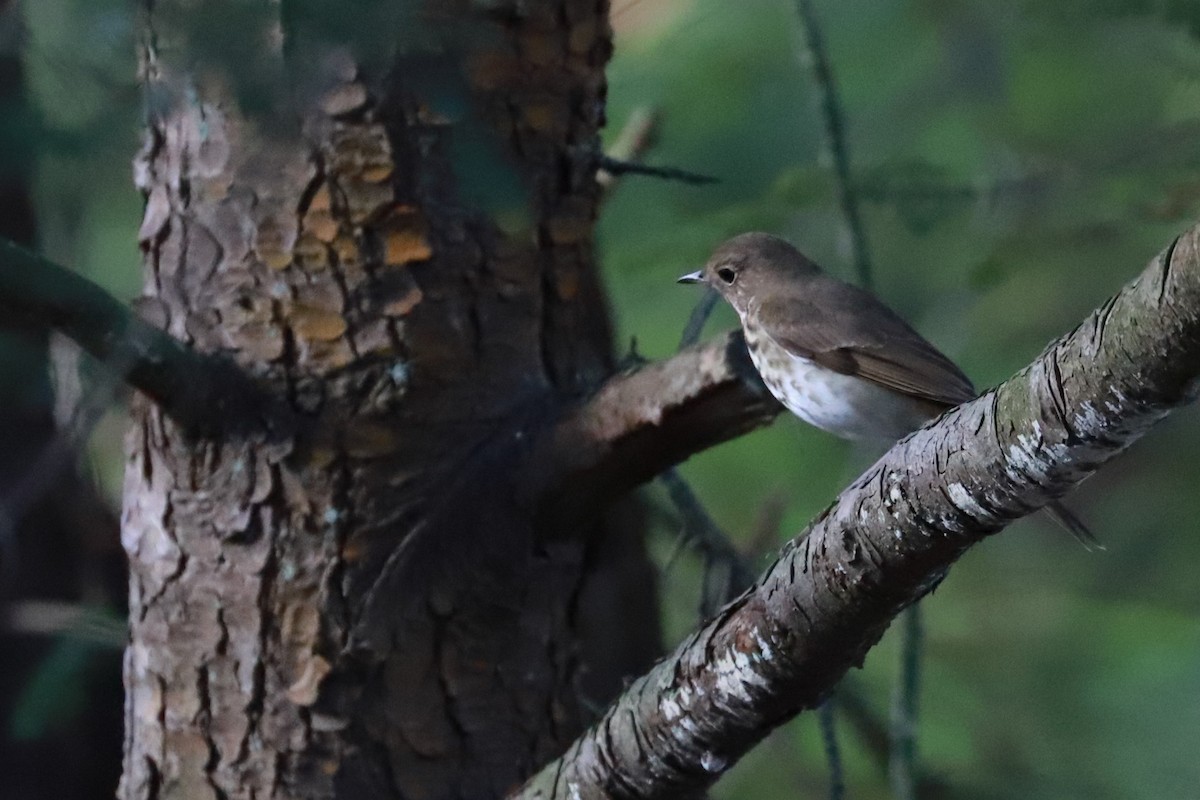 Hermit Thrush - ML625653072
