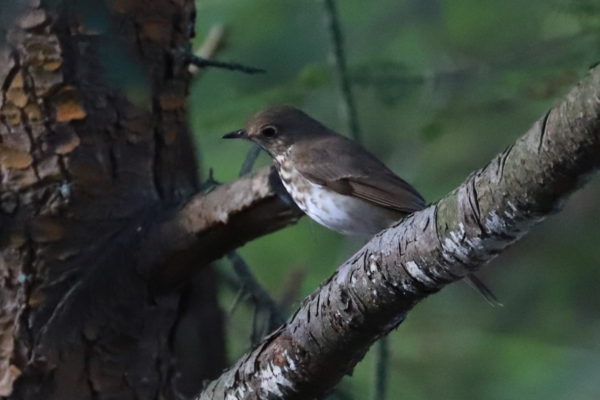 Hermit Thrush - ML625653073
