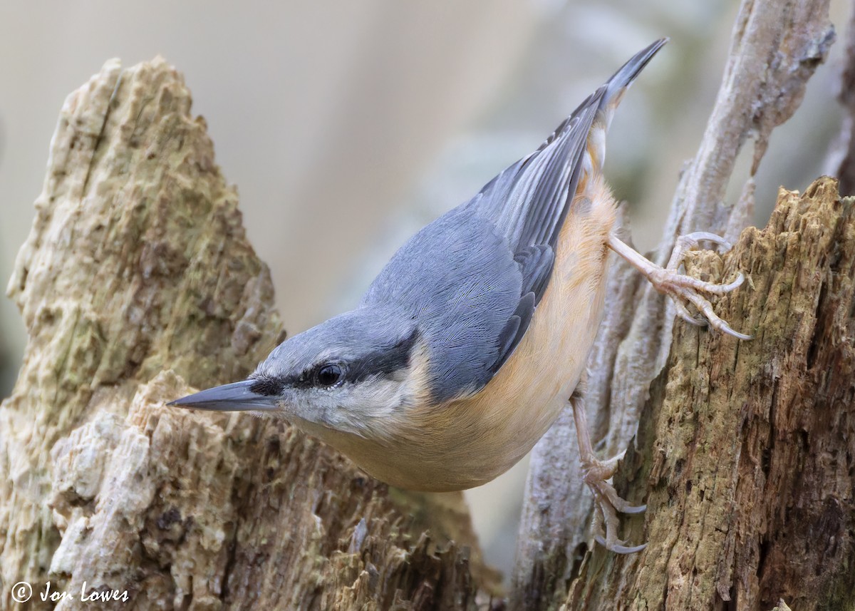 Trepador Azul (grupo europaea) - ML625653081