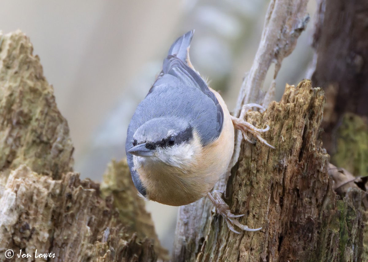 Trepador Azul (grupo europaea) - ML625653083