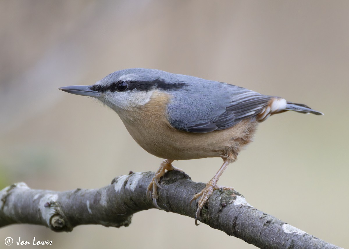 Trepador Azul (grupo europaea) - ML625653090