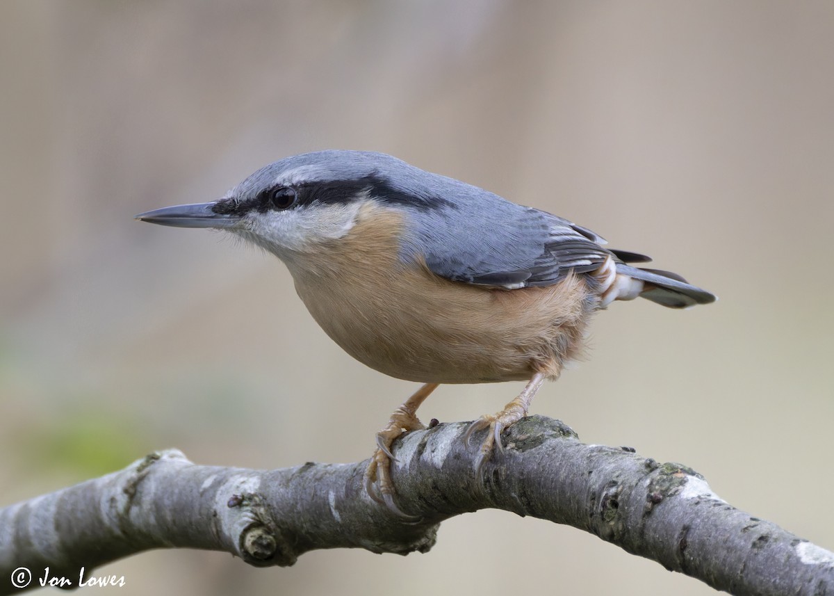 Trepador Azul (grupo europaea) - ML625653091