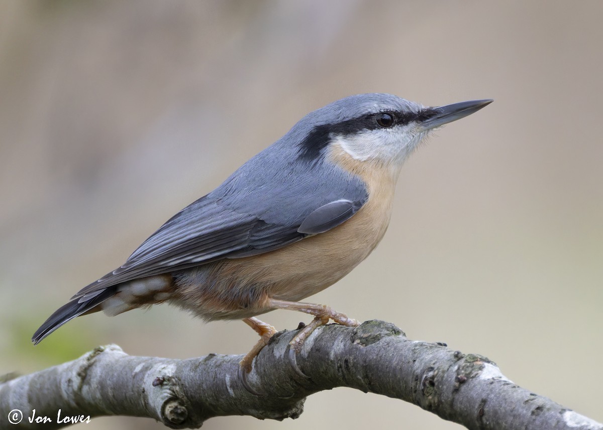 Trepador Azul (grupo europaea) - ML625653092