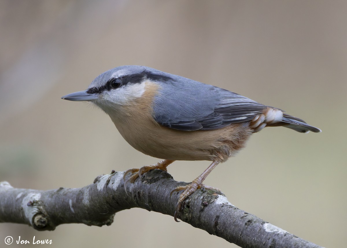 Trepador Azul (grupo europaea) - ML625653093